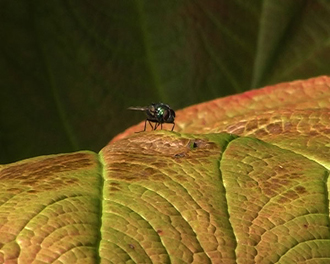 Nectar – Alex Heim