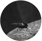 Nectar – Alex Heim