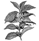 Tobias Kaspar – Sentimental Style